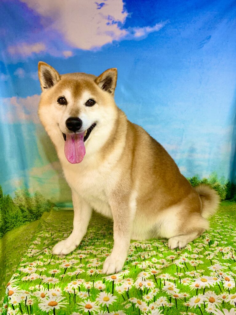 福くん　(柴犬男の子　つくば市でトリミングです。)