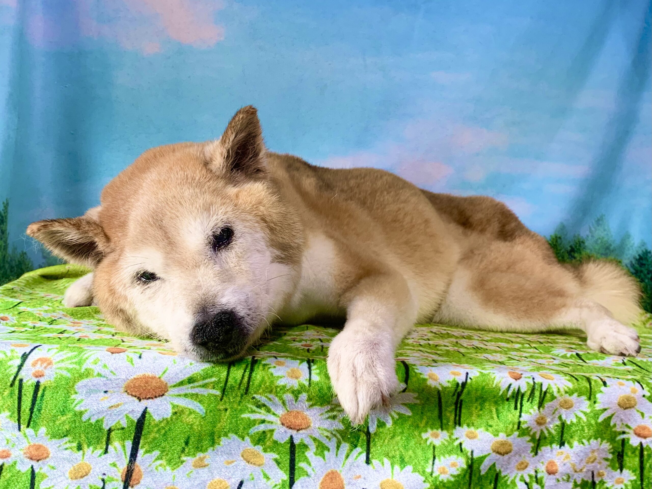 モモくん　(柴犬男の子　松戸市でトリミングです。)