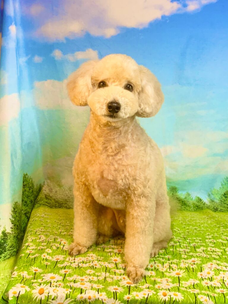 侘助くん　(トイプードル男の子　取手市でトリミングです。)