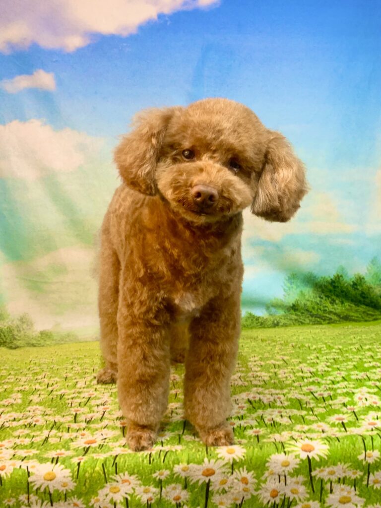ソラくん　(トイプードル男の子　取手市でトリミングです。)