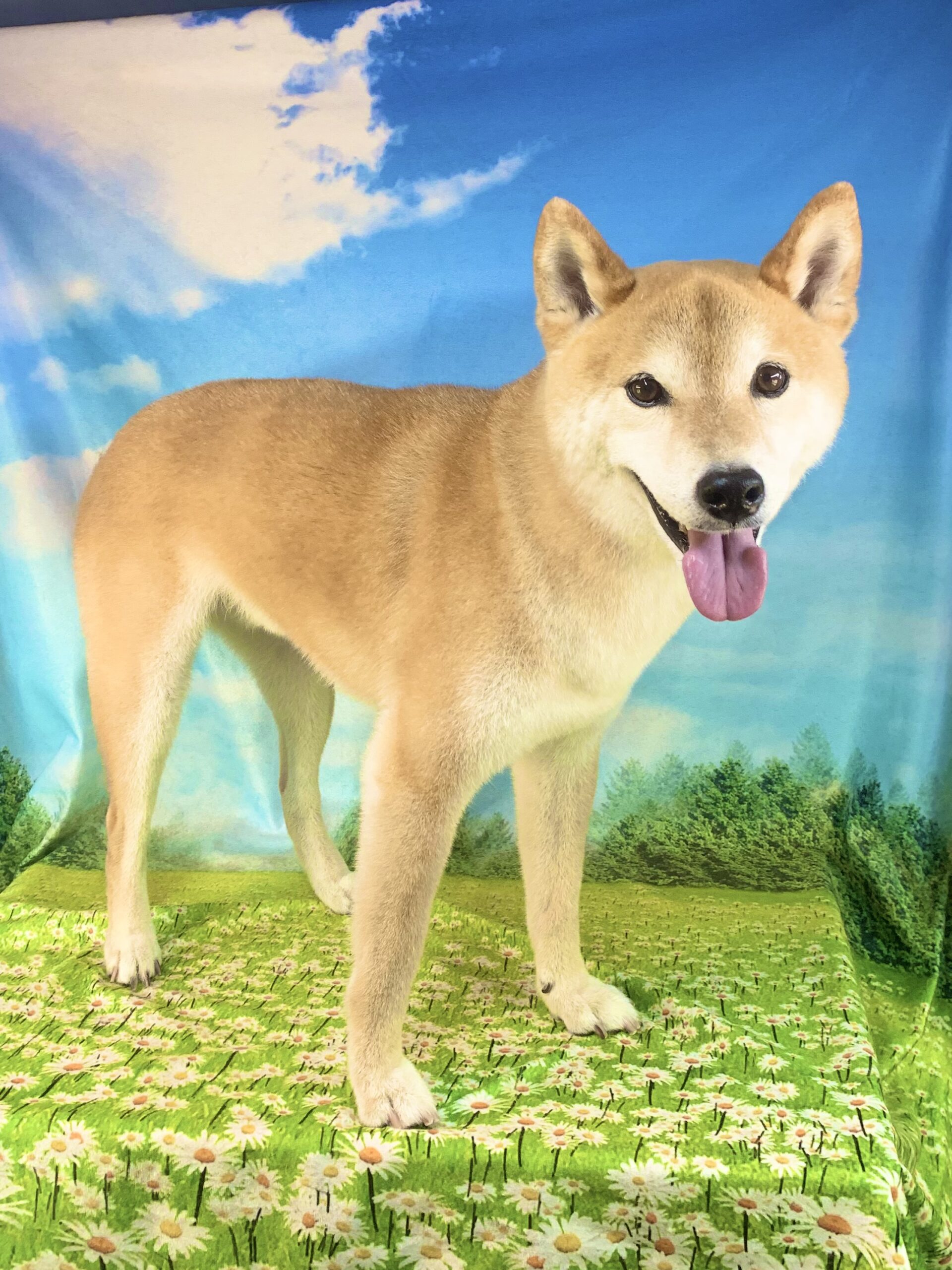 小太郎くん　(柴犬男の子　牛久市でトリミングです。)
