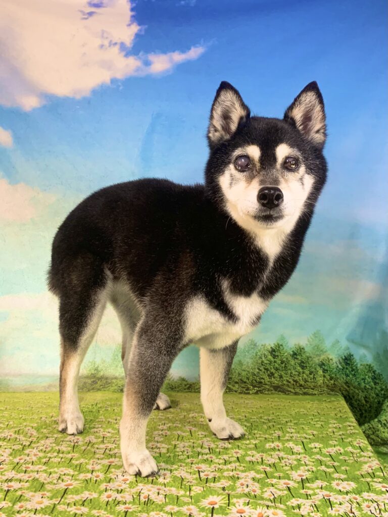 仙ちゃん　(柴犬女の子　牛久市でトリミングです。)