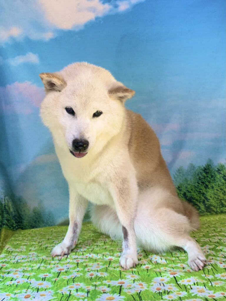ともちゃん　(柴犬女の子　我孫子市でトリミングです。)