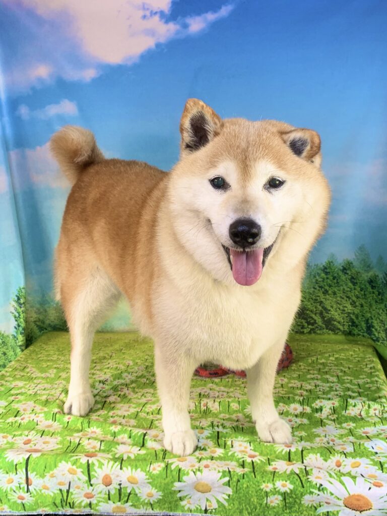 アイちゃん　(柴犬女の子　我孫子市でトリミングです。)