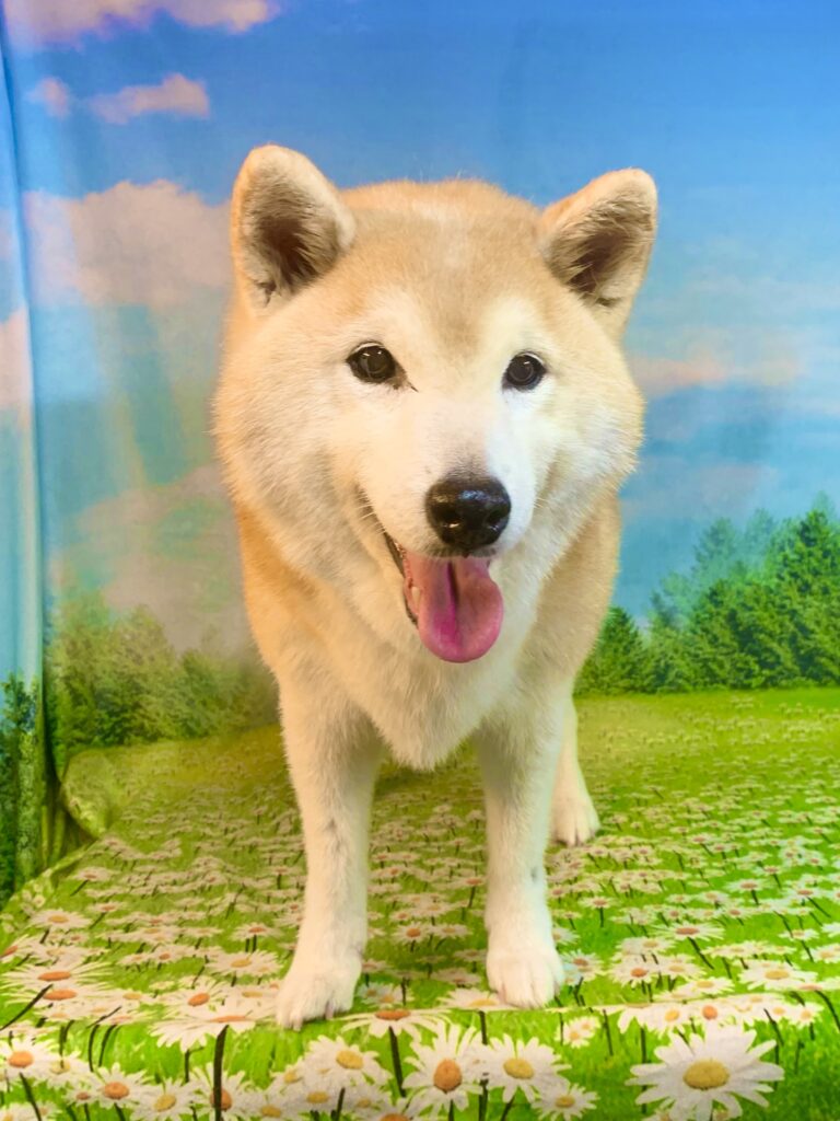 シバちゃん　(柴犬女の子　白井市でトリミングです。)　