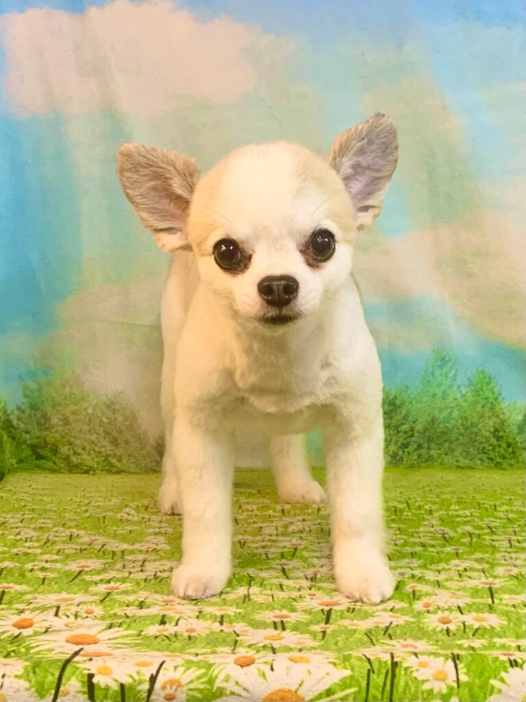 モカくん　(チワワ男の子　柏市でトリミングです。)　