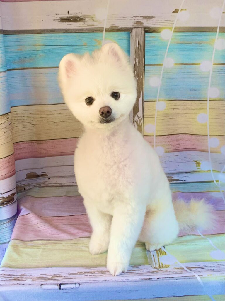 我孫子市でトリミングです。チロルくん　(ポメラニアン男の子シャンプー＆カットコース　)