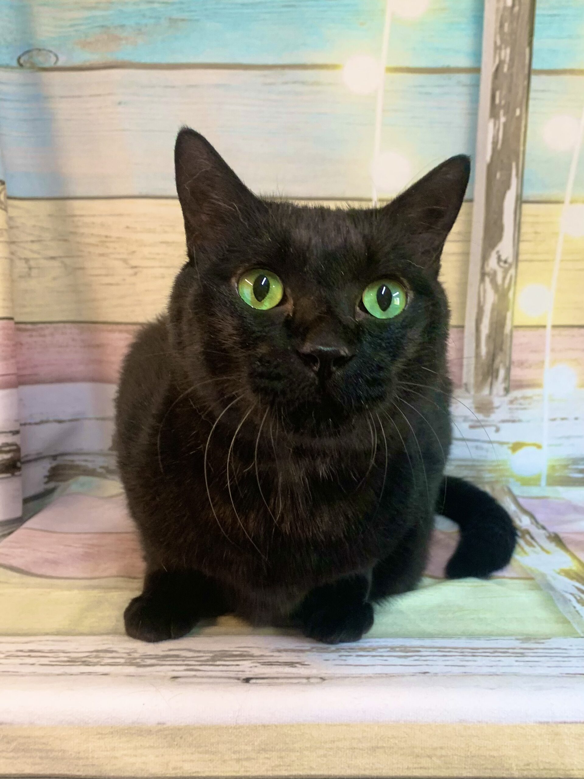 つくば市でトリミングです。たまくん　(日本猫(ＭＩＸ猫)男の子グルーミングコース　)