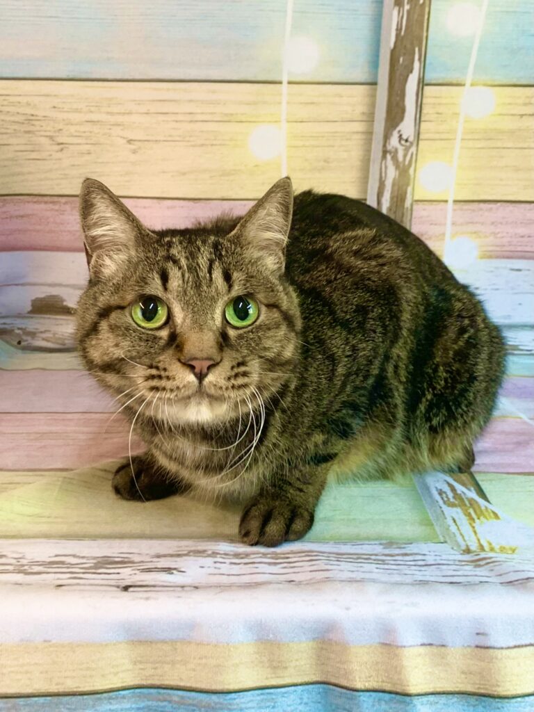 つくば市でトリミングです。ぎんじくん　(日本猫(ＭＩＸ猫)男の子グルーミングコース　)