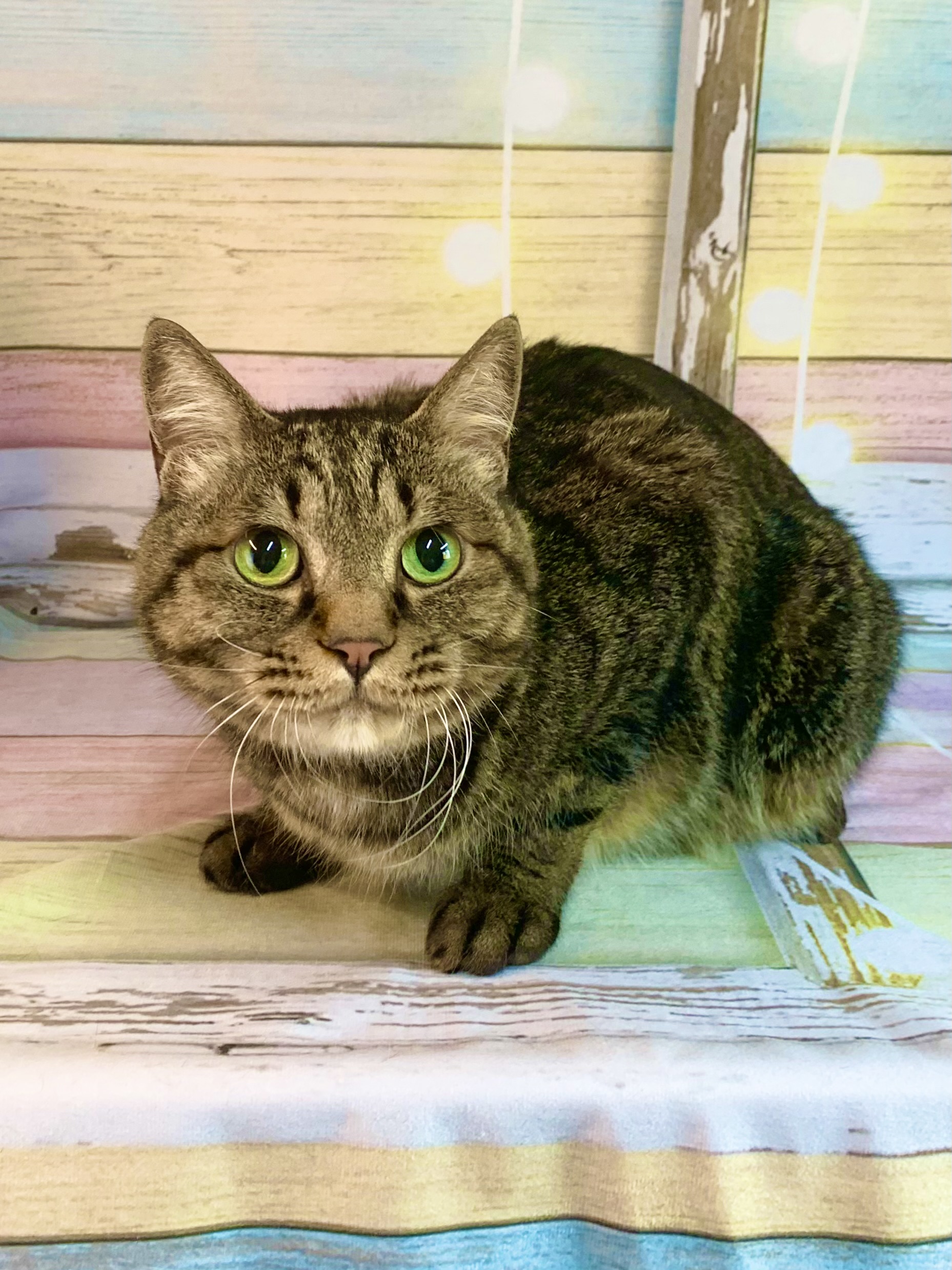 つくば市でトリミングです。ぎんじくん　(日本猫(ＭＩＸ猫)男の子グルーミングコース　)