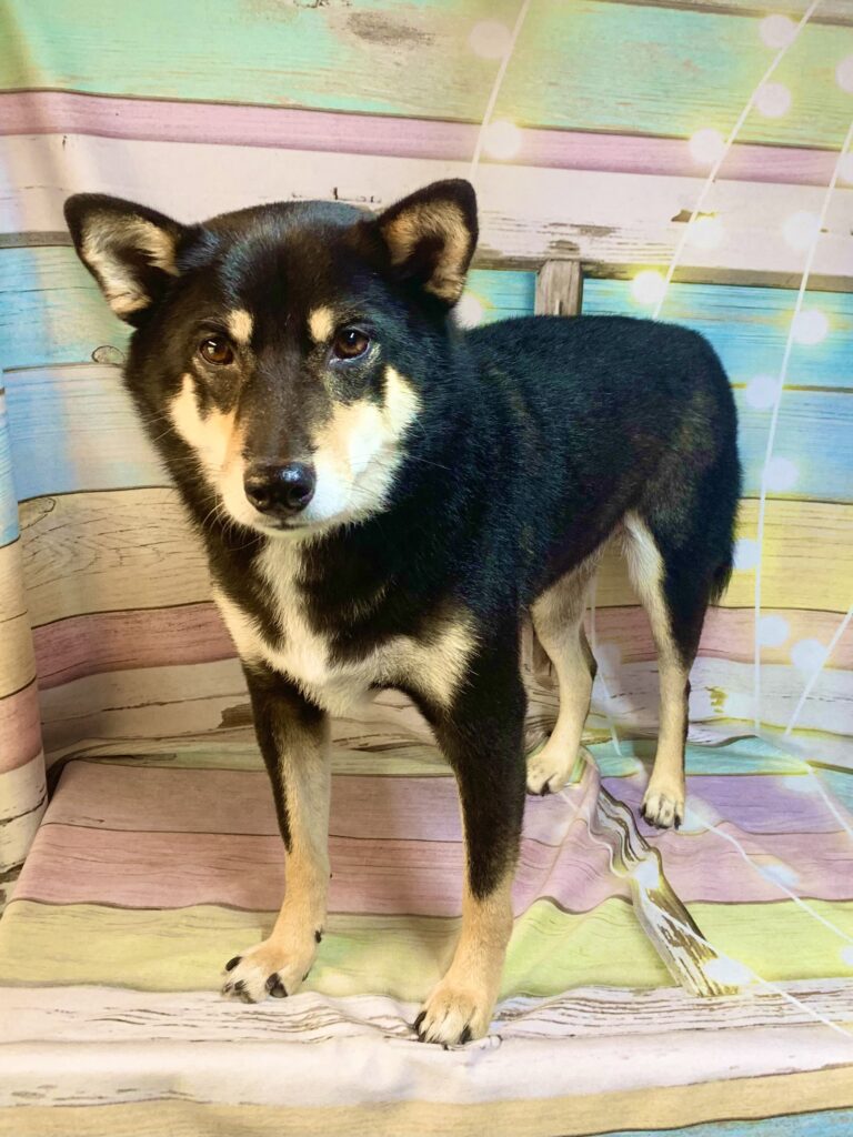白井市でトリミングです。しゅんたくん　(柴犬男の子　シャンプー＆部分カットコース　)