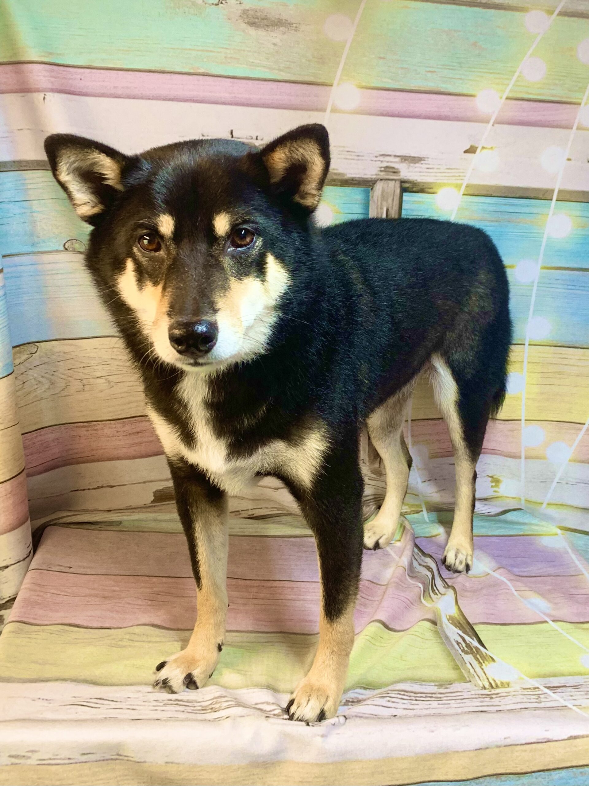 白井市でトリミングです。しゅんたくん　(柴犬男の子　シャンプー＆部分カットコース　)