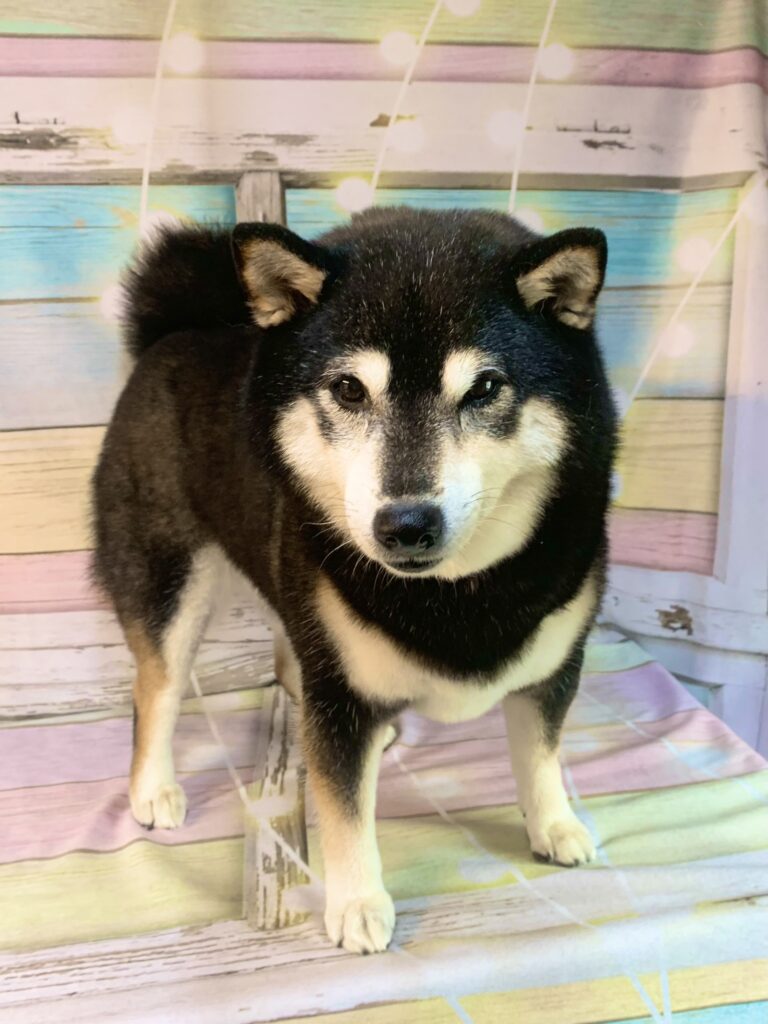 龍ヶ崎市でトリミングです。ココロちゃん　(柴犬女の子　シャンプー＆部分カットコース　)