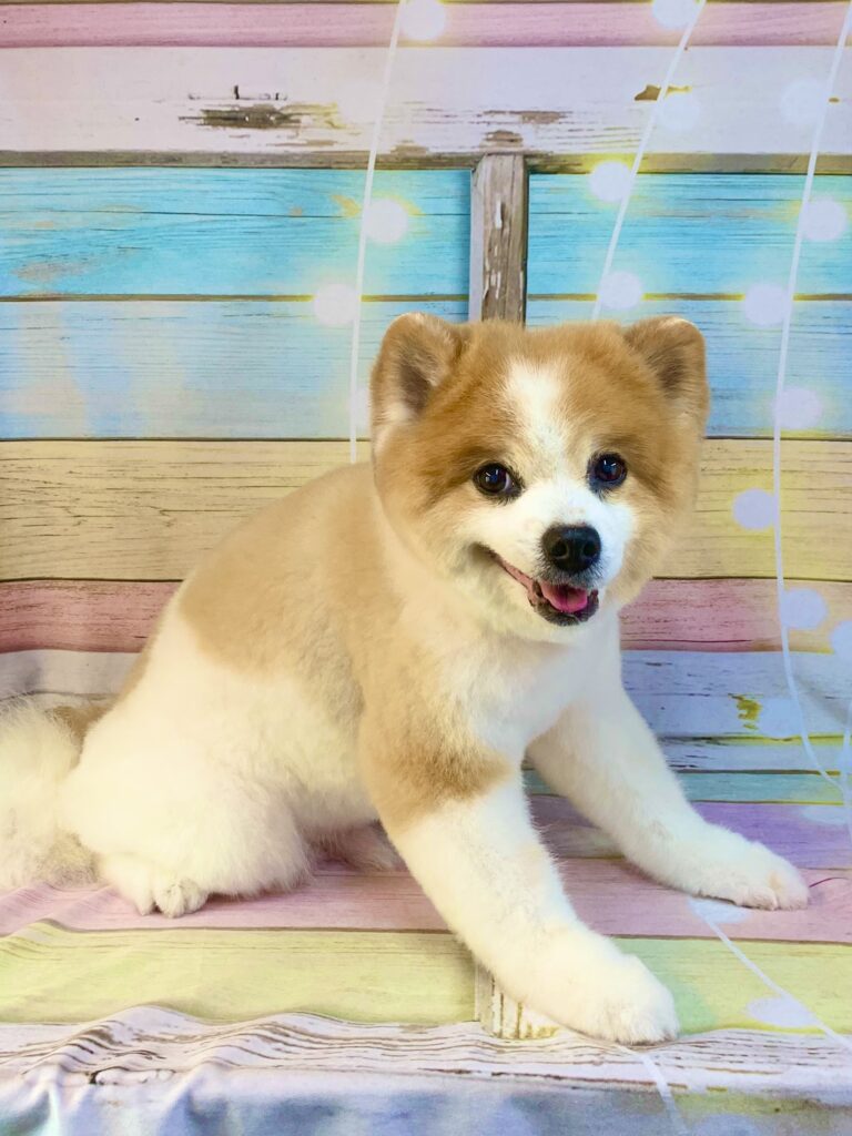 龍ヶ崎市でトリミングです。ルックくん　(ポメラニアン男の子　シャンプー＆部分カットコース　)