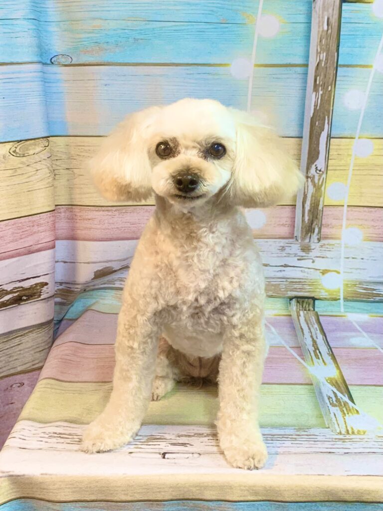 龍ヶ崎市でトリミングです。コハルちゃん　(トイプードル×ポメラニアン　シャンプー＆カットコース)