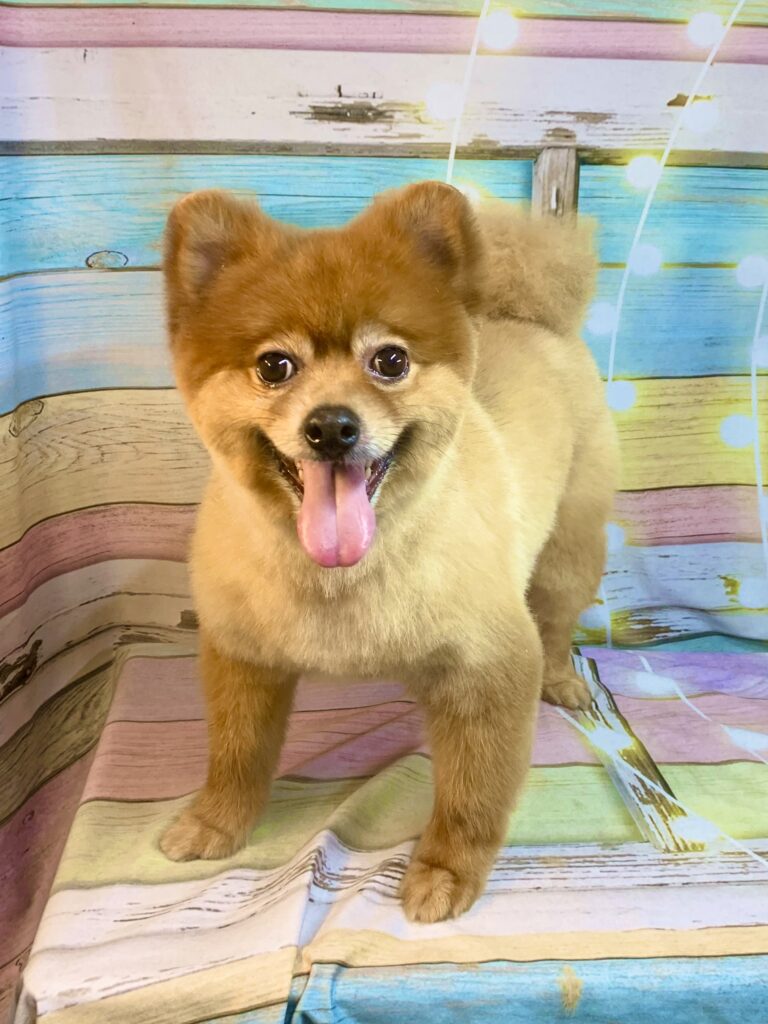 守谷市でトリミングです。ポンくん　(ポメラニアン男の子　シャンプー＆カットコースです。)