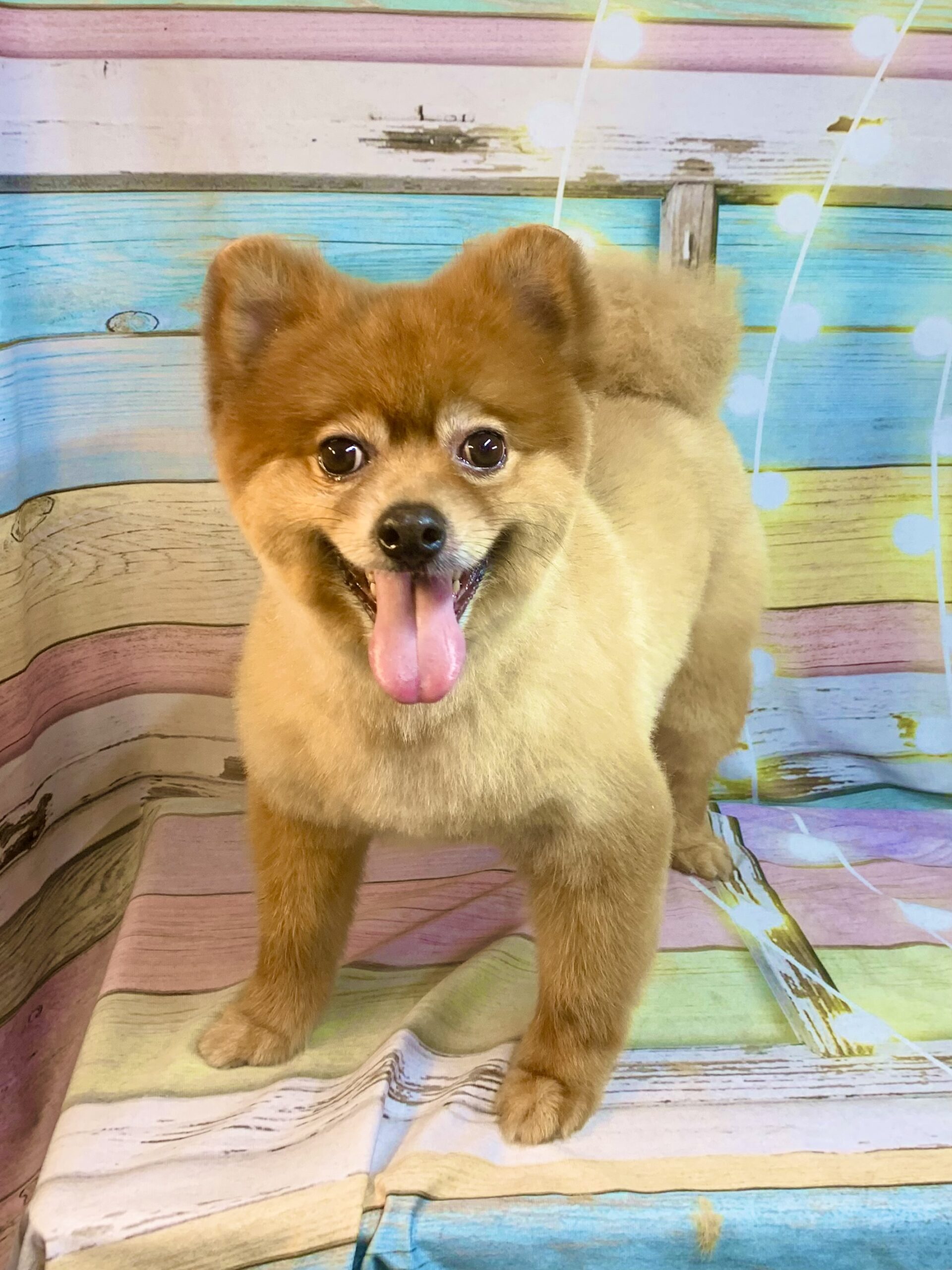 守谷市でトリミングです。ポンくん　(ポメラニアン男の子　シャンプー＆カットコースです。)