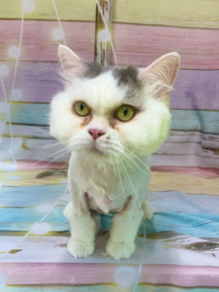 つくば市でトリミングです。リッチくん　(長毛ＭＩＸ猫男の子　グルーミング＆カットコースです。)