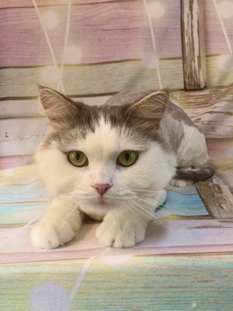 つくば市でトリミングです。パドゥギィくん　(長毛ＭＩＸ猫男の子　グルーミング＆カットコースです。)