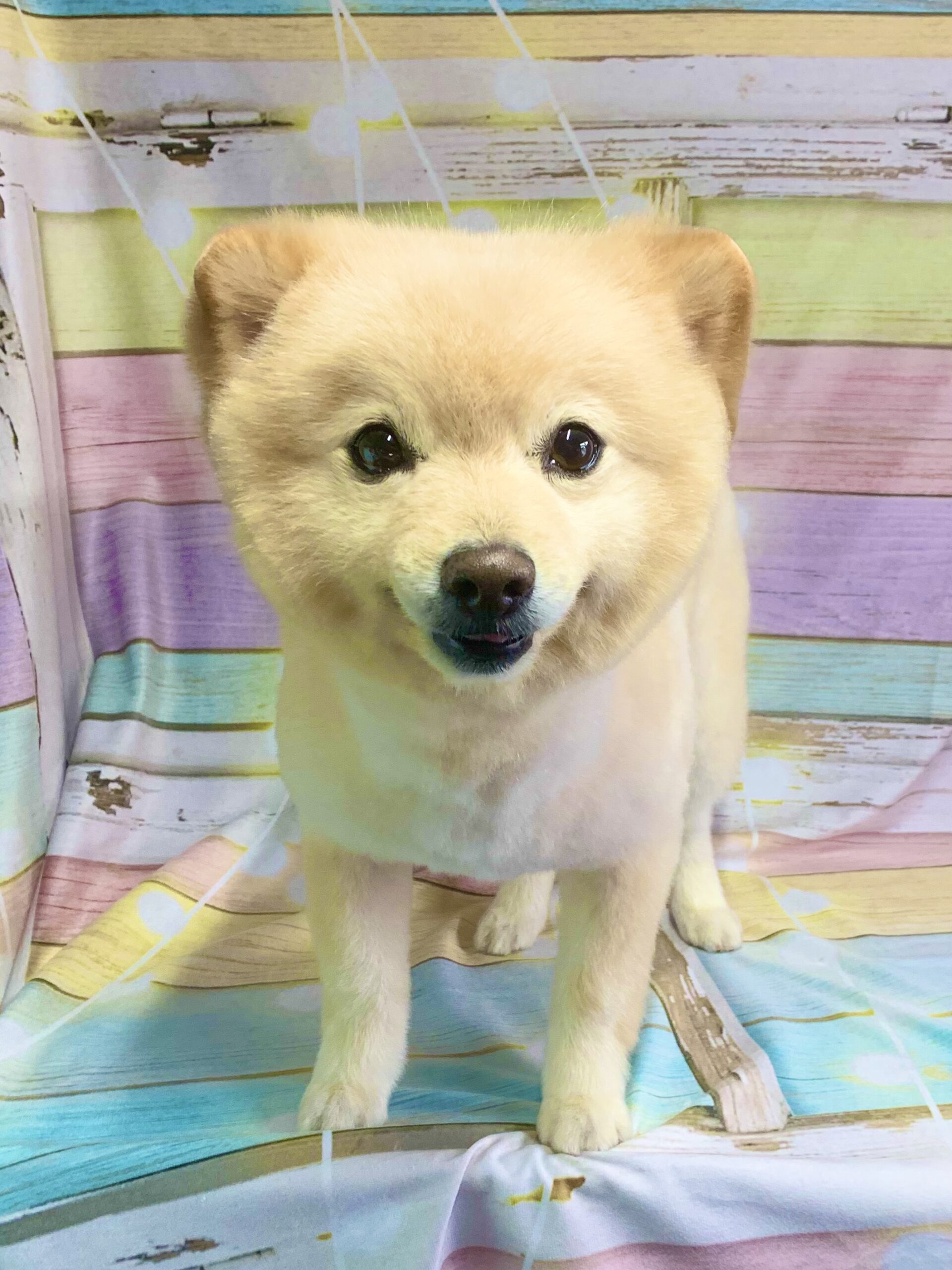 守谷市でトリミングです。リキマルくん　(ポメラニアン男の子　シャンプー＆カットコースです。)