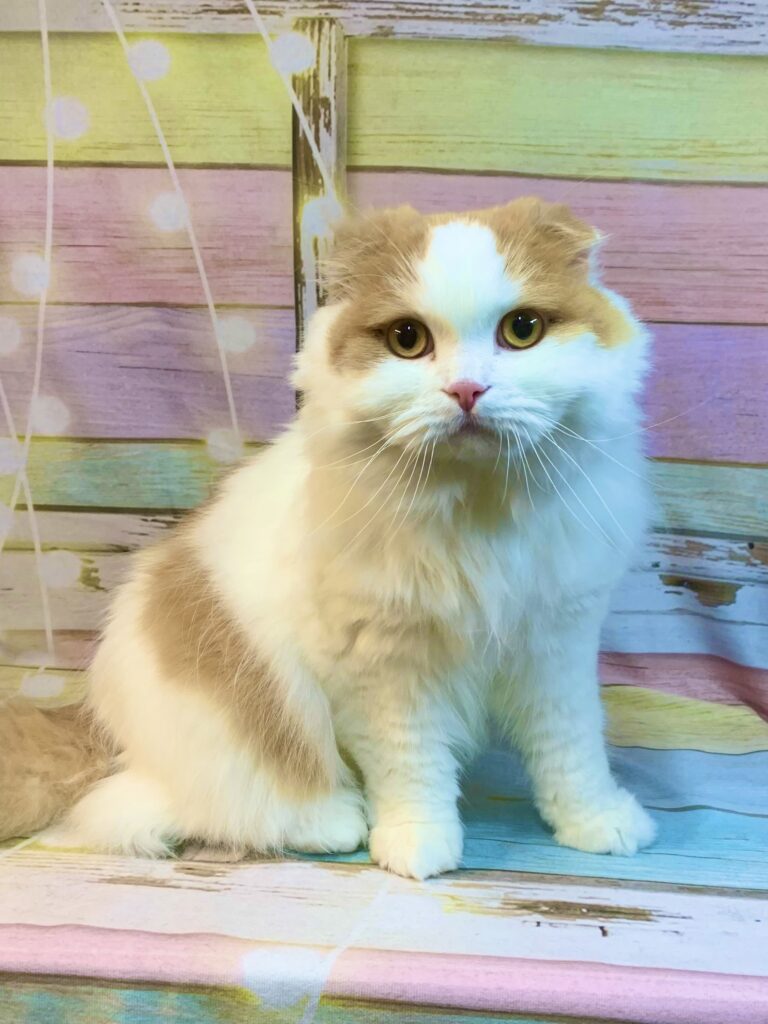 守谷市でトリミングです。ミーちゃん　(スコティッシュフォールド女の子　グルーミング＆カットコースです。)