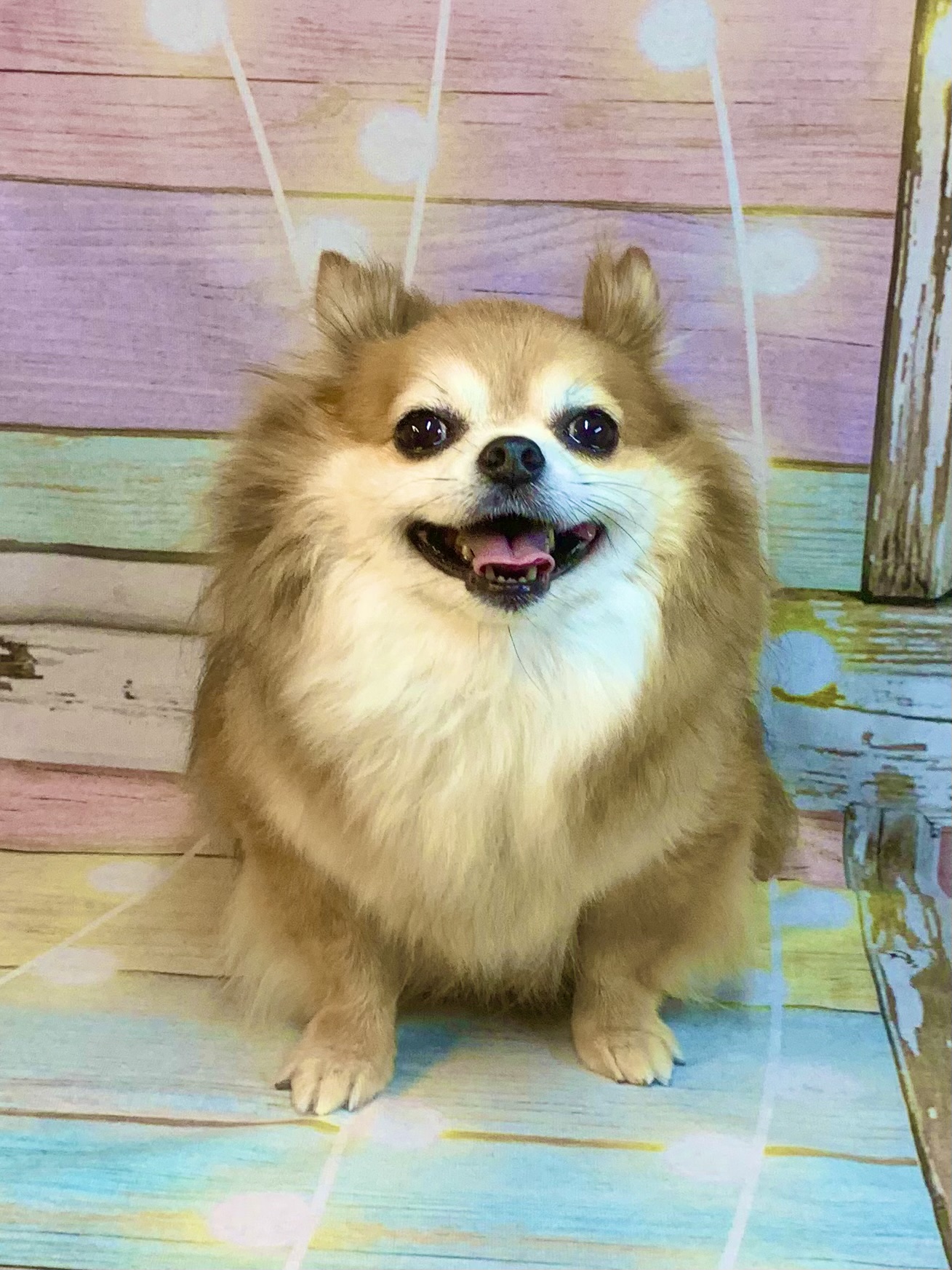 龍ヶ崎市でトリミングです。チャウくん　(チワワ男の子　シャンプー＆部分カットコースです。)