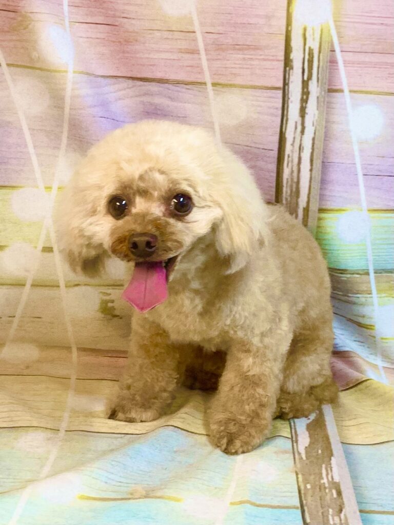 流山市でトリミングです。ショウくん　(トイプードル男の子　シャンプー＆カットコースです。)