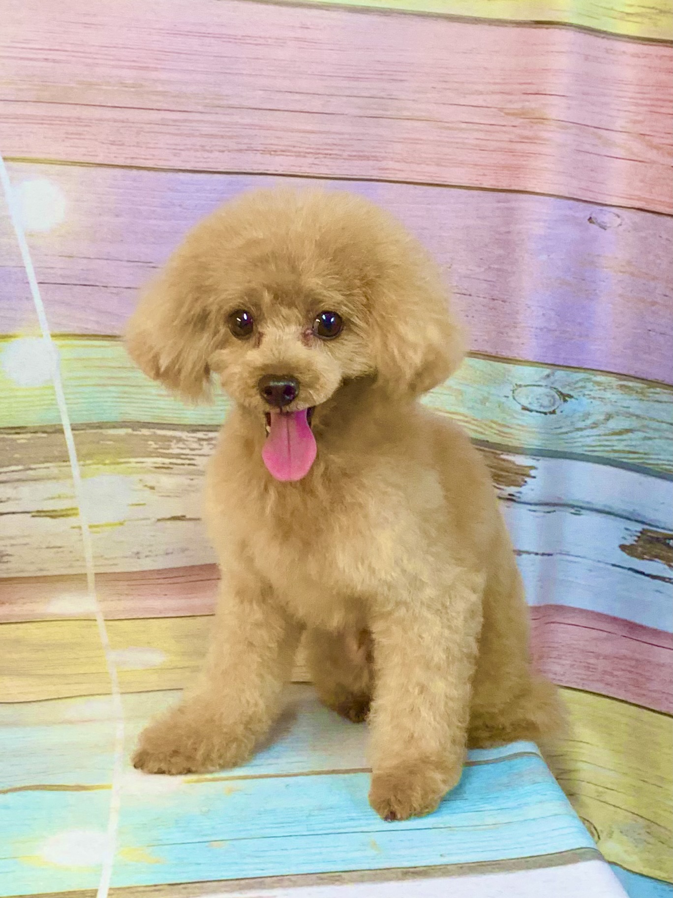 流山市でトリミングです。リクくん　(トイプードル男の子　シャンプー＆カットコースです。)