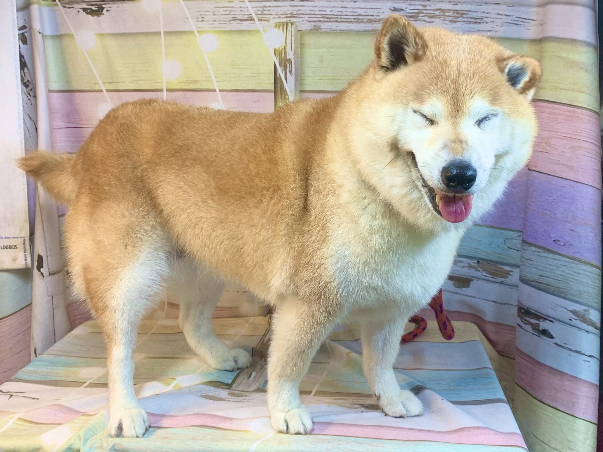 牛久市でトリミングです。アイちゃん　(柴犬女の子　シャンプー＆部分カットコースです。)