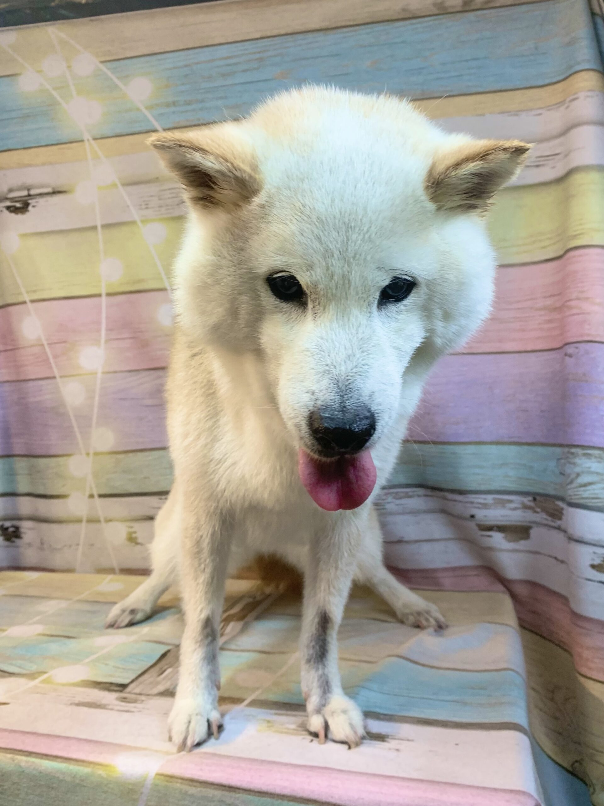 牛久市でトリミングです。トモちゃん　(柴犬女の子　シャンプー＆部分カットコースです。)