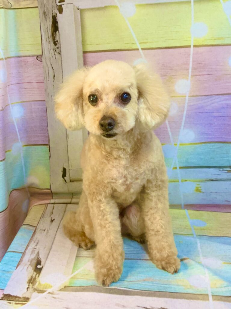 守谷市でトリミングです。ティオくん　(トイプードル男の子　シャンプー＆カットコースです。)