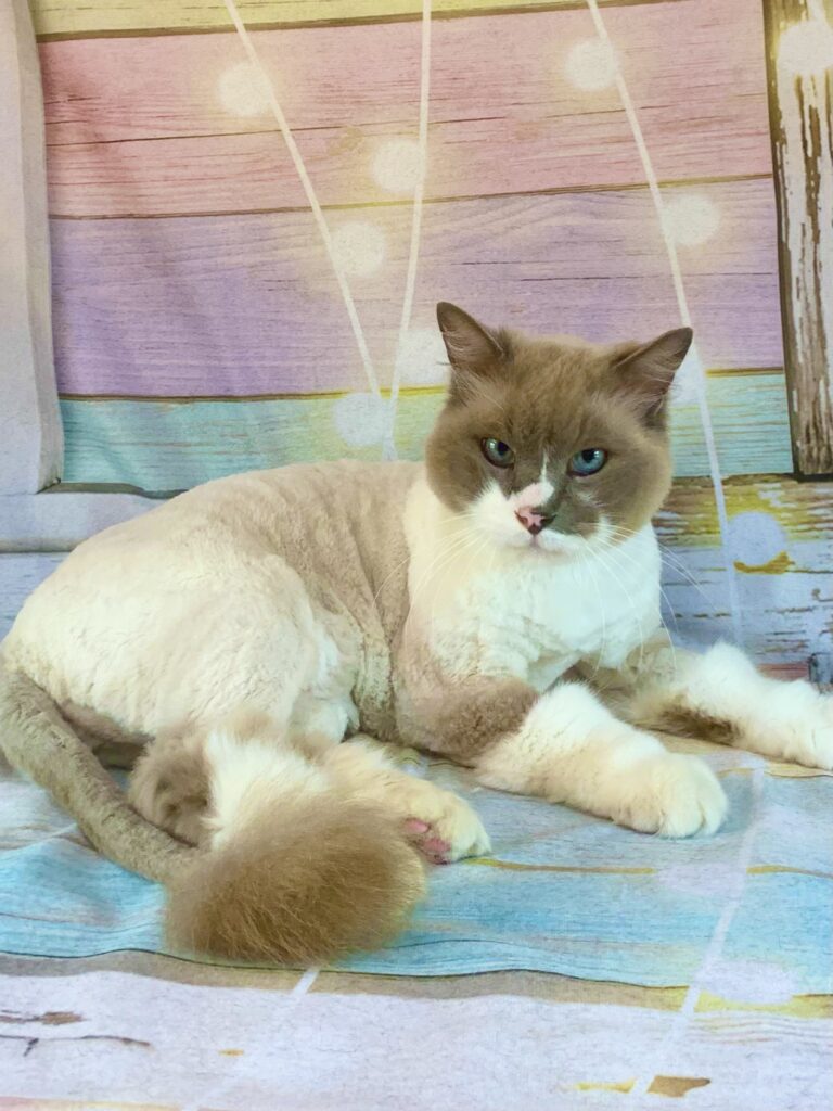 牛久市でトリミングです。マロくん　(ラグドール男の子　グルーミング＆カットコースです。)