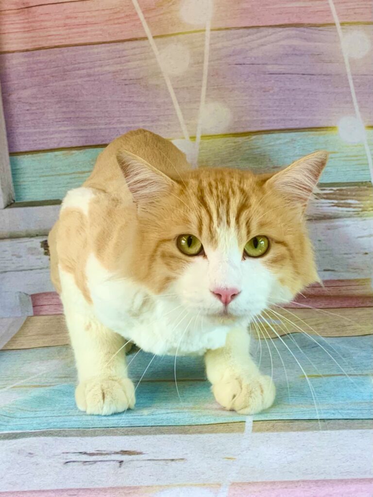 牛久市でトリミングです。ふくちゃん　(中長毛ＭＩＸ猫女の子　グルーミング＆カットコースです。)