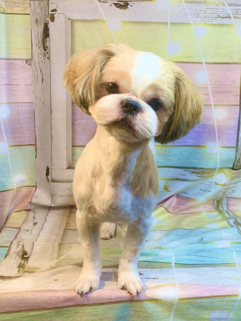 龍ヶ崎市でトリミングです。リクくん　(シーズー男の子　シャンプー＆カットコースです。)