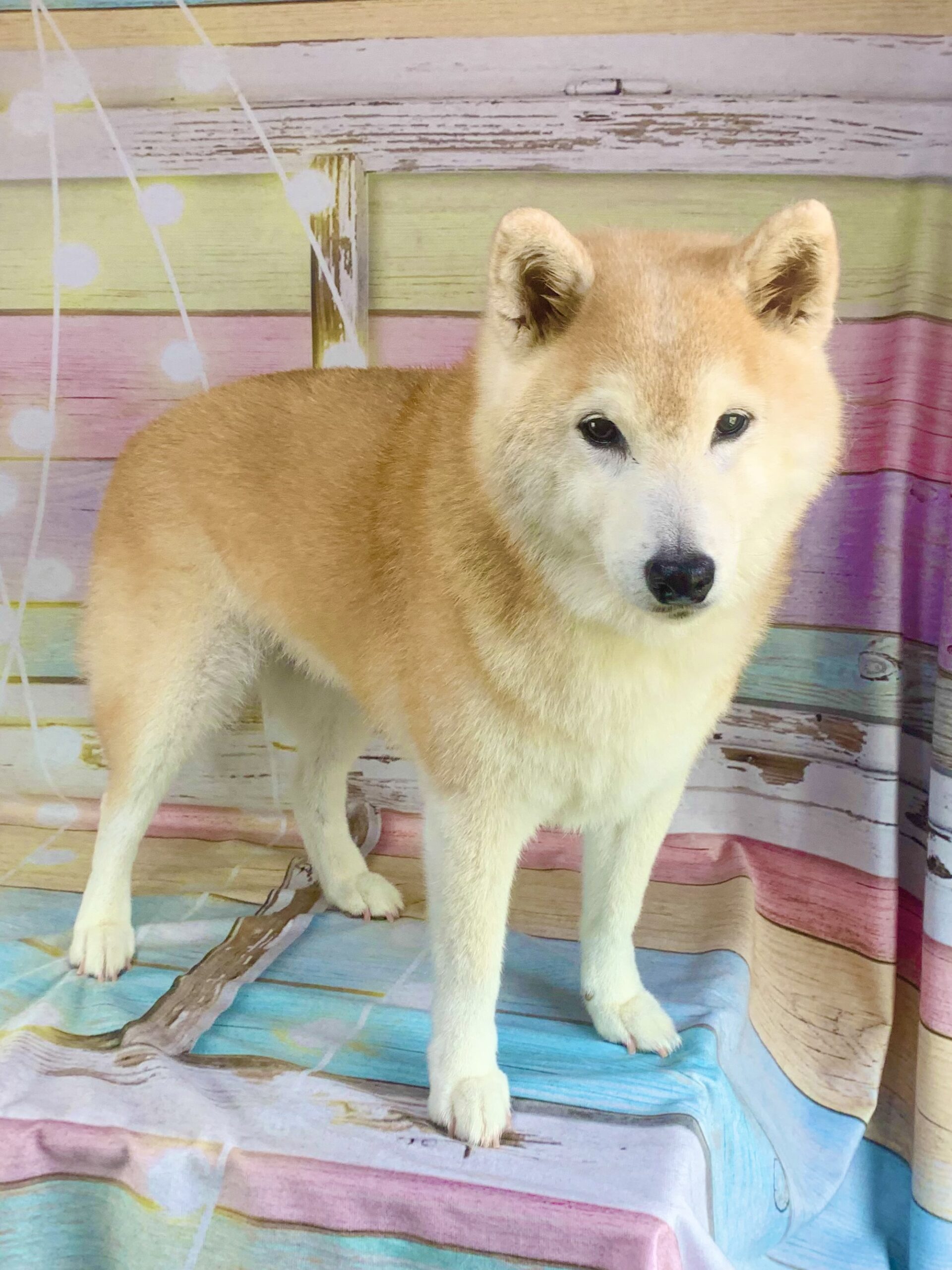 白井市でトリミングです。シバちゃん　(柴犬女の子　シャンプーとお手入れコースです。)