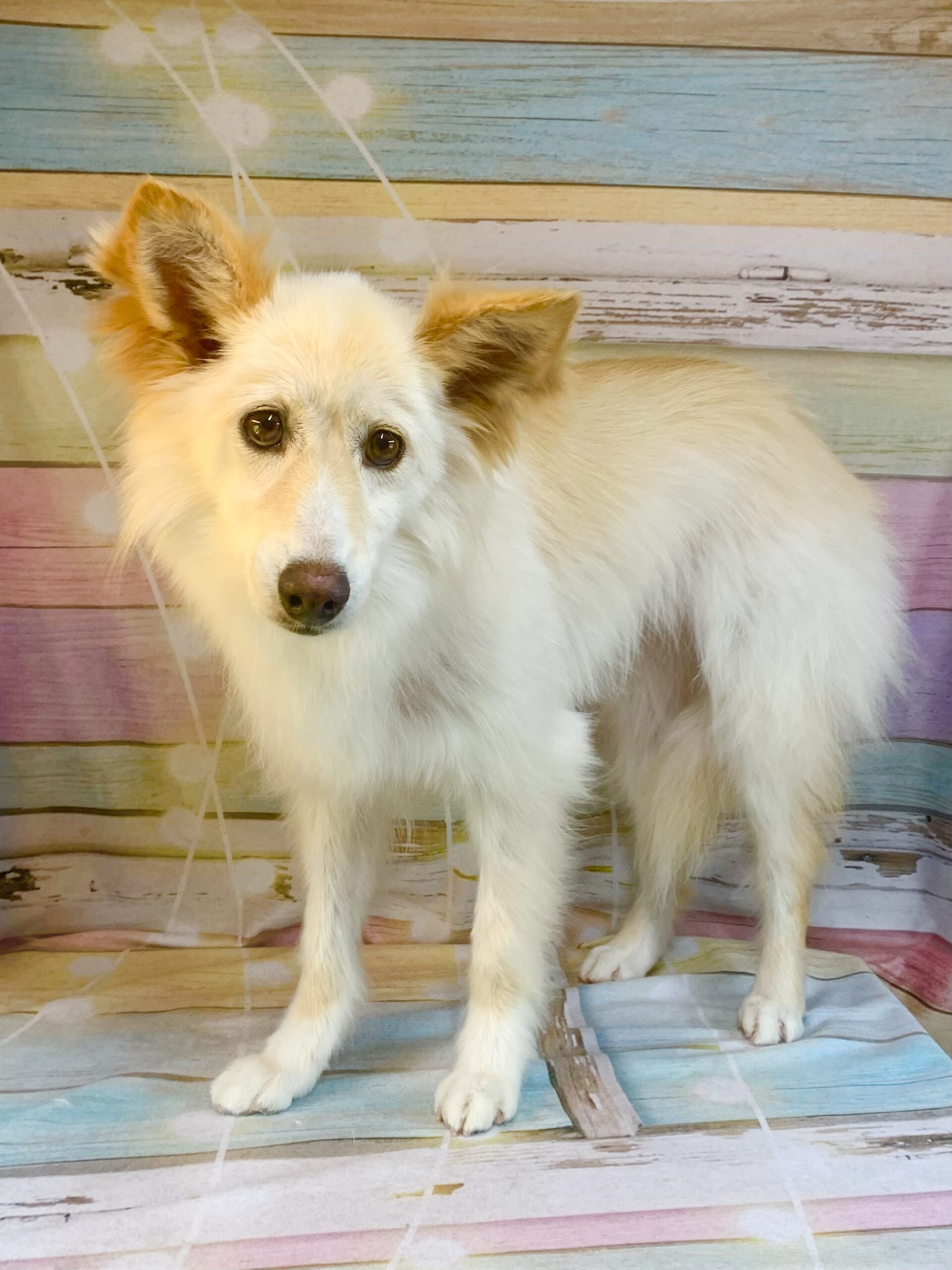 白井市でトリミングです。リンちゃん　(中長毛ＭＩＸ犬女の子　シャンプーとお手入れコースです。)
