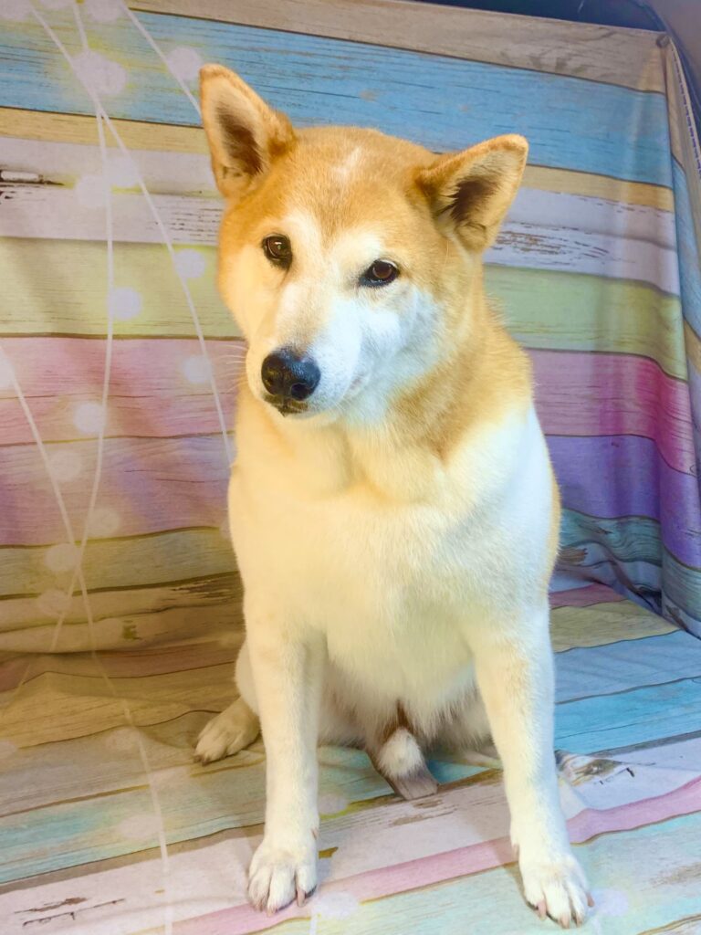 取手市でトリミングです。マメちゃん　(秋田犬MＩＸ女の子　シャンプーコースです。)