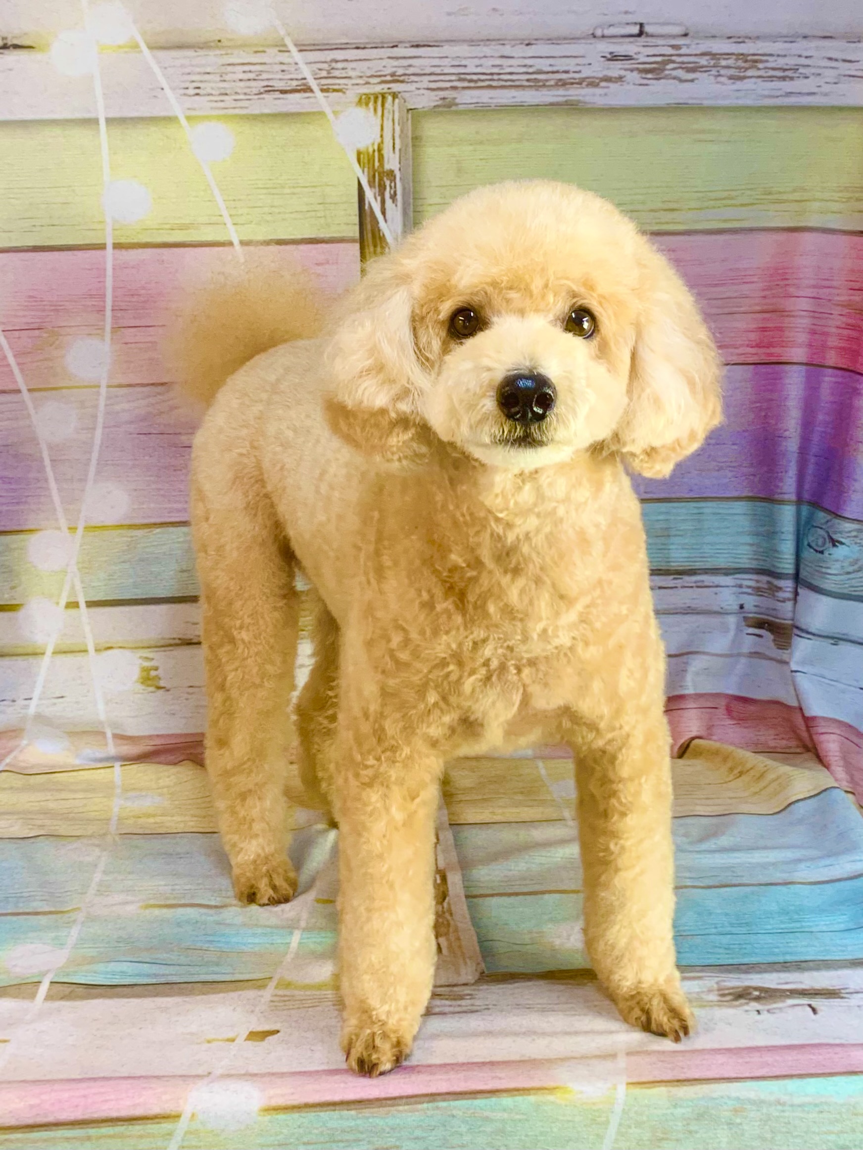 守谷市でトリミングです。侘助くん　(トイプードル男の子　シャンプー＆カットコースです。)