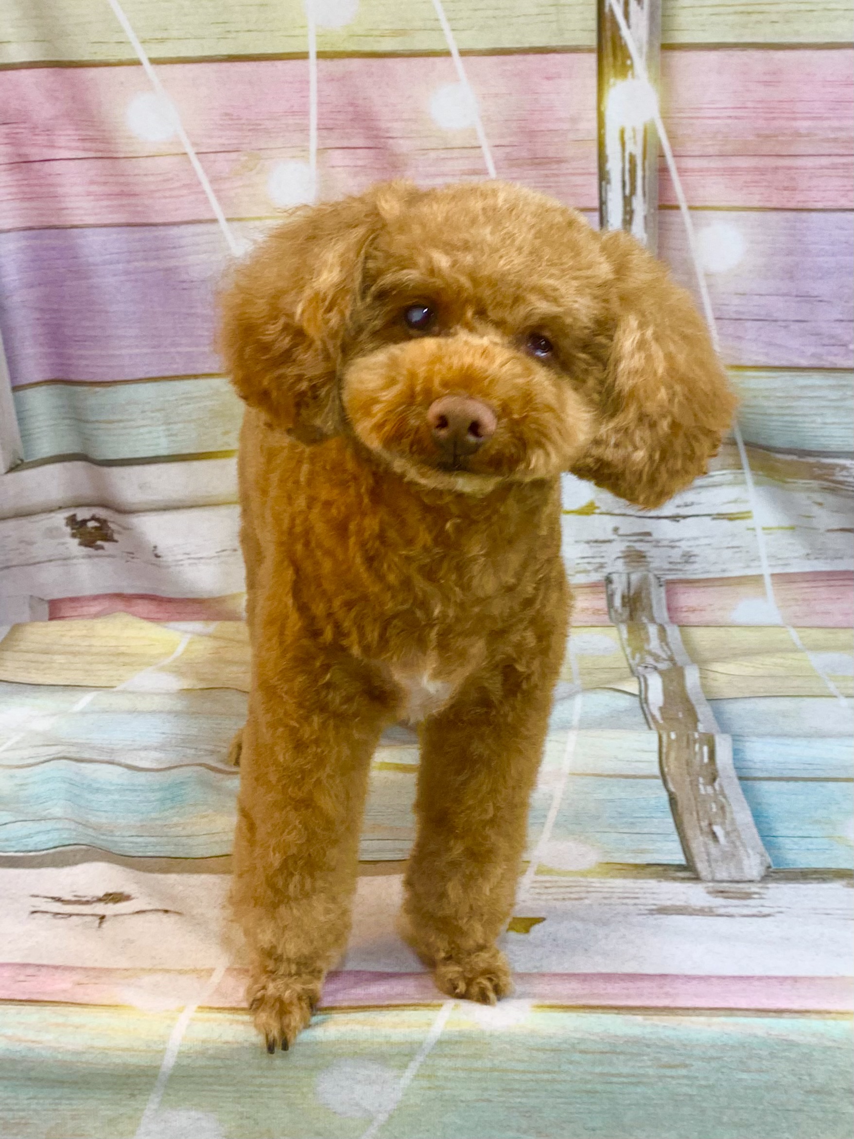 守谷市でトリミングです。ソラくん　(トイプードル男の子　シャンプー＆カットコースです。)