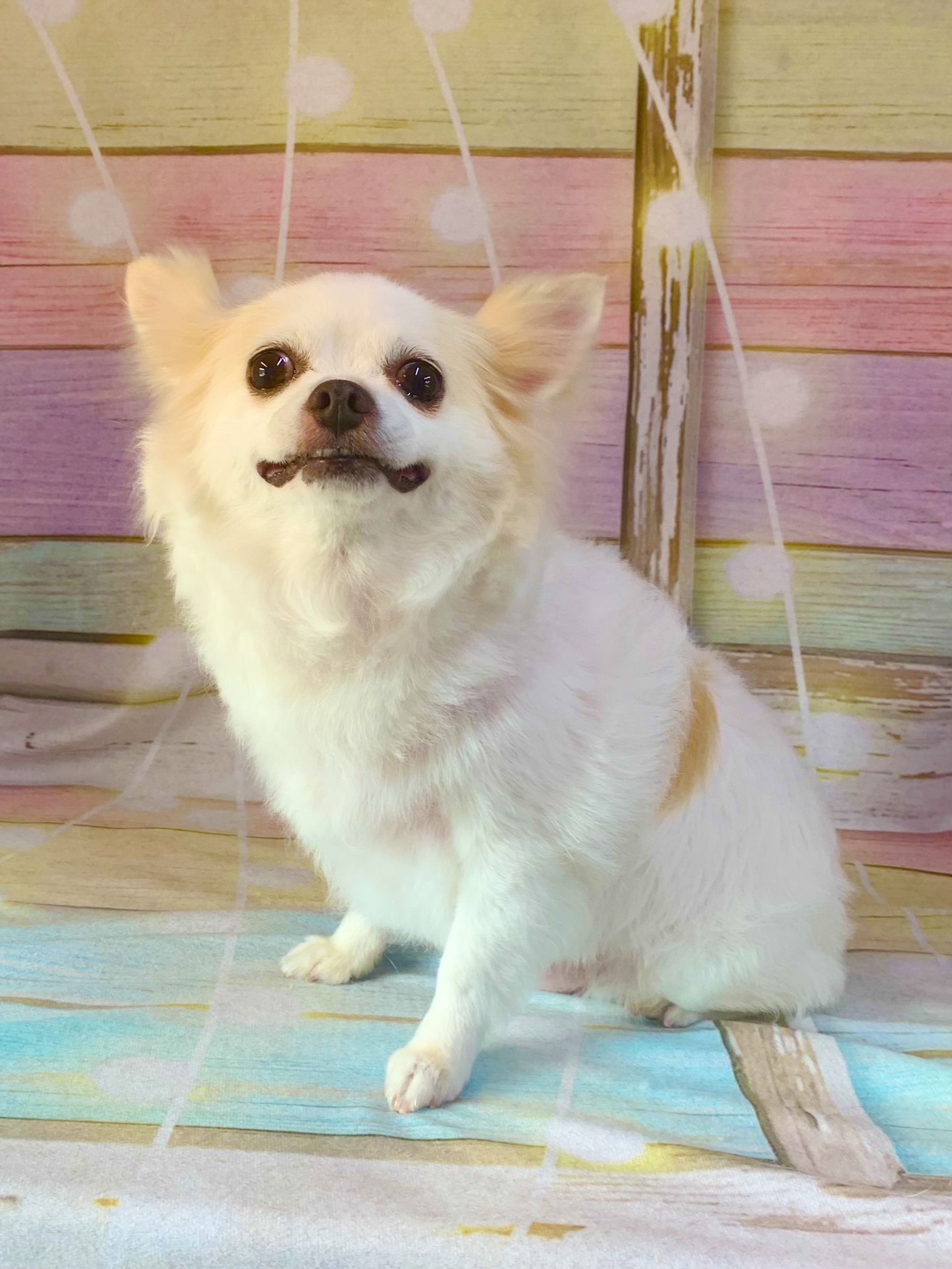 白井市でトリミングです。ミルキーちゃん　(チワワ女の子　シャンプー＆カットコースです。)