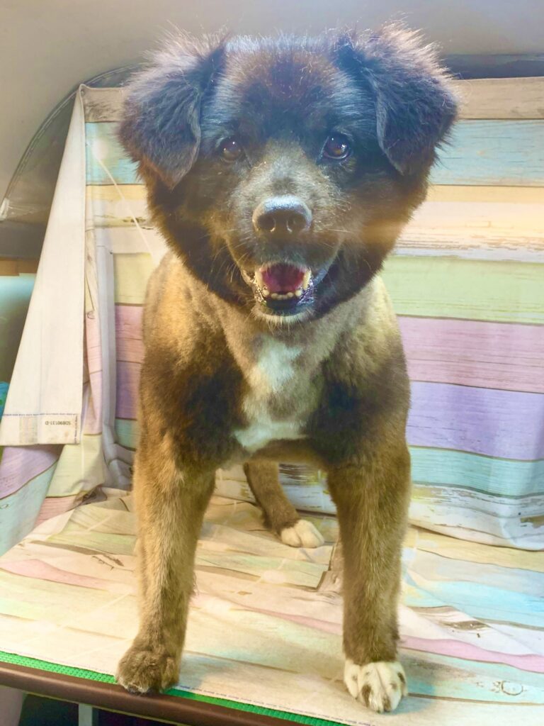 常総市でトリミングです。カイくん　(中長毛ＭＩＸ犬男の子　シャンプー＆カットコースです。)