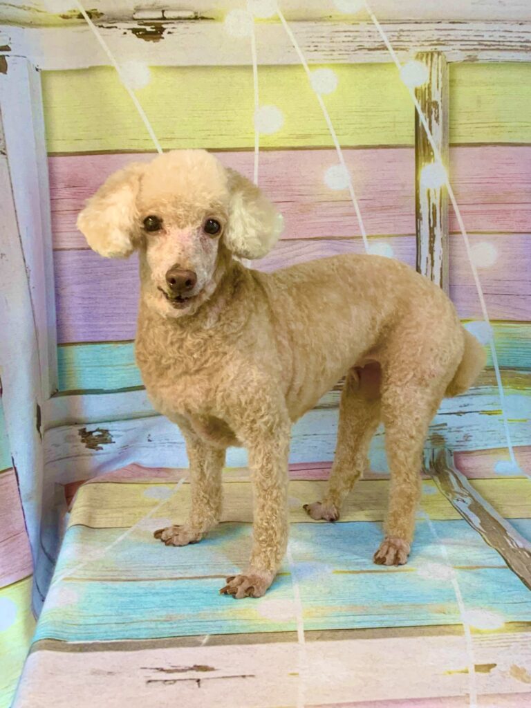 印西市でトリミングです。さくらちゃん　(トイプードル女の子　シャンプー＆カットコースです。)