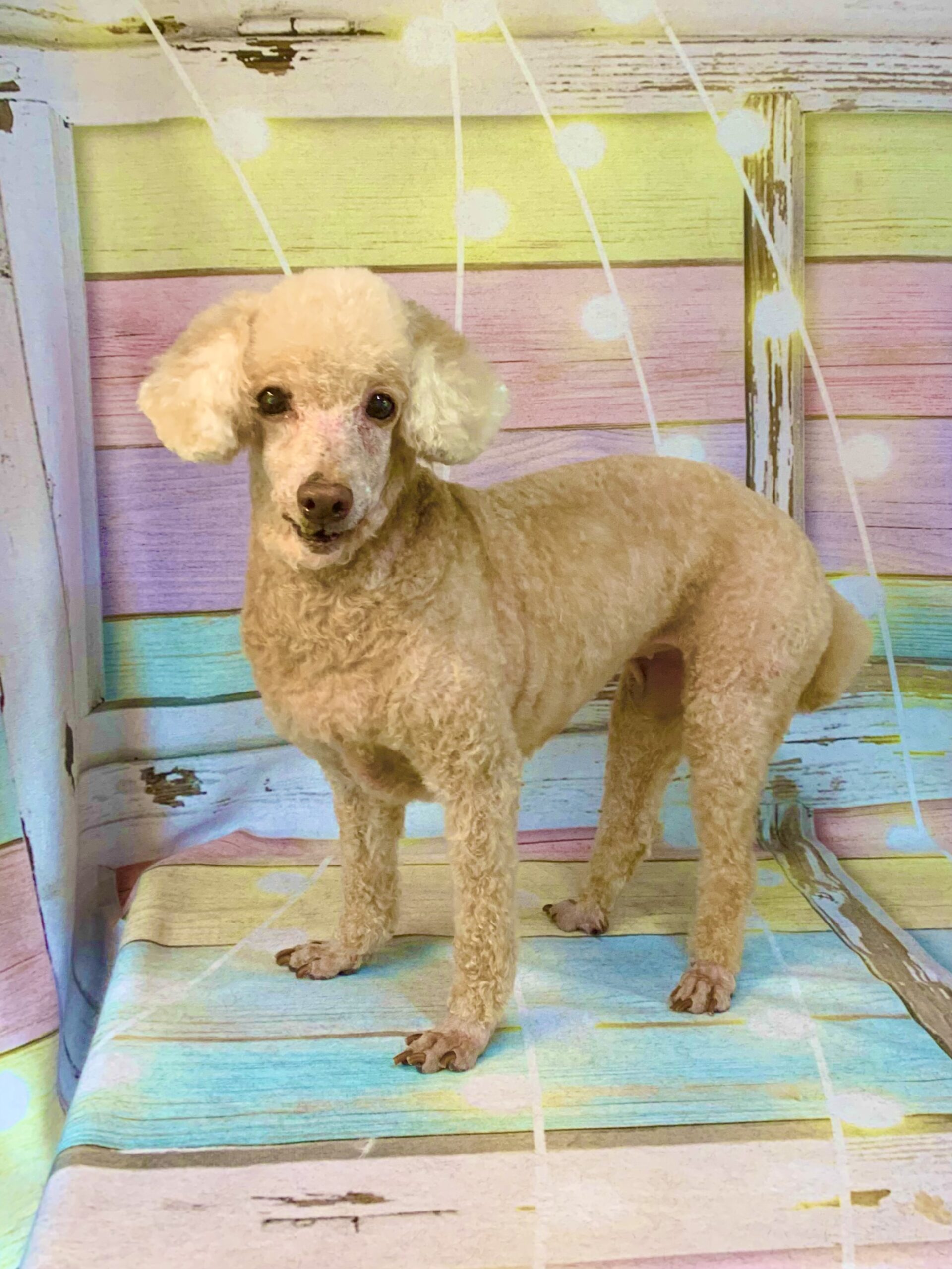 印西市でトリミングです。さくらちゃん　(トイプードル女の子　シャンプー＆カットコースです。)