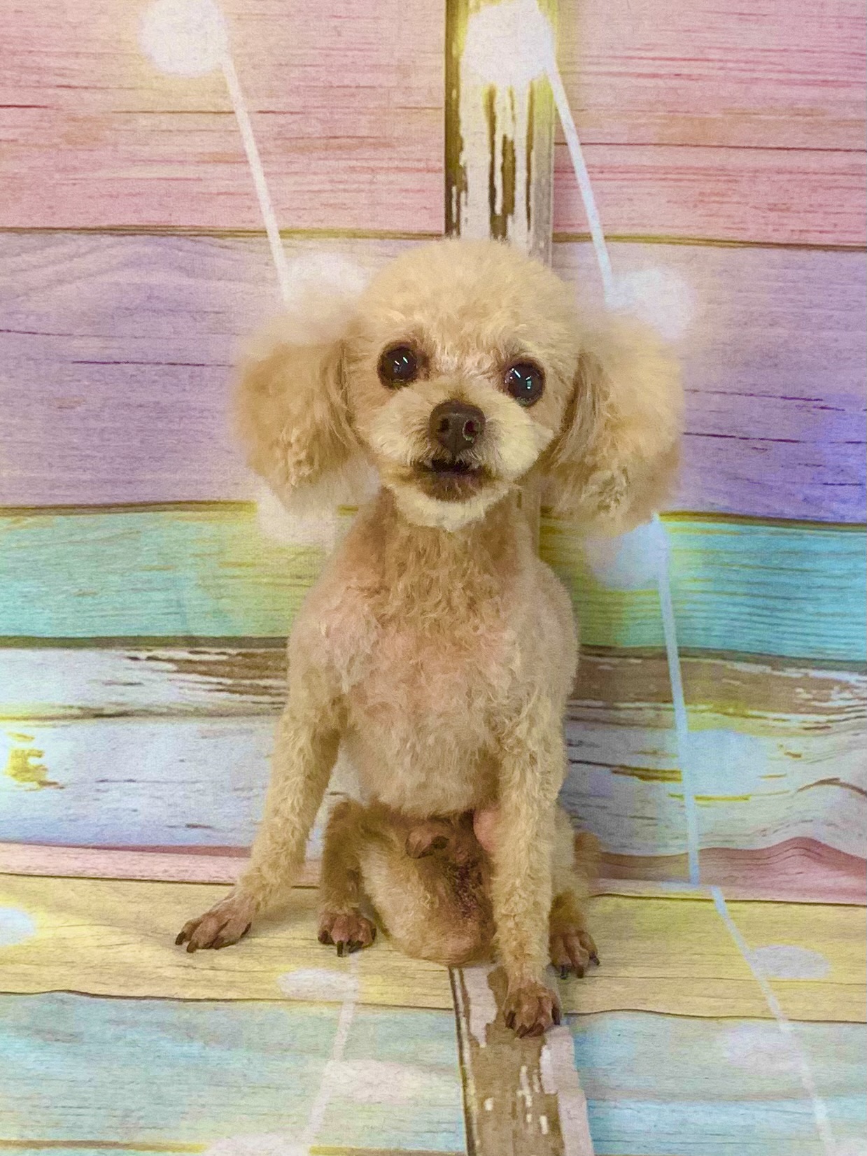 印西市でトリミングです。こてつくん　(トイプードル男の子　シャンプー＆カットコースです。)