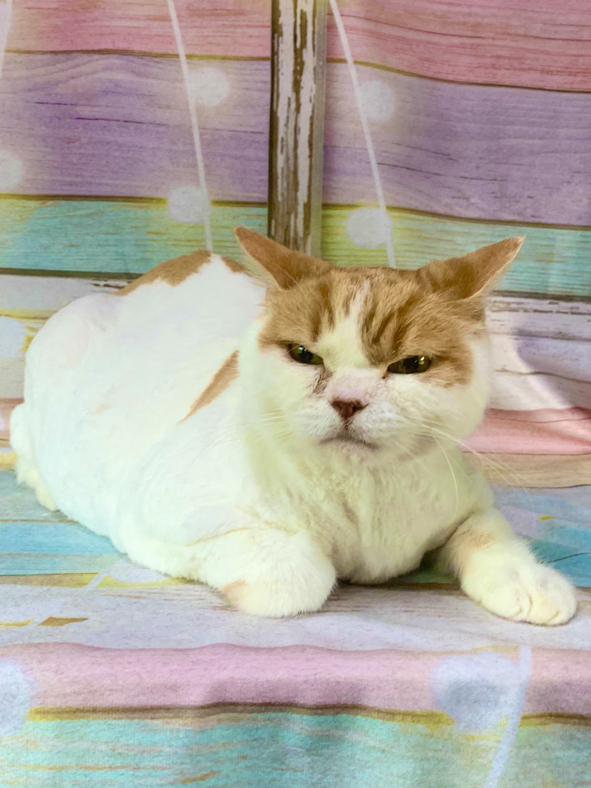 つくば市でトリミングです。いぞうくん　(スコティッシュフォールド男の子　グルーミング＆カットコースです。)