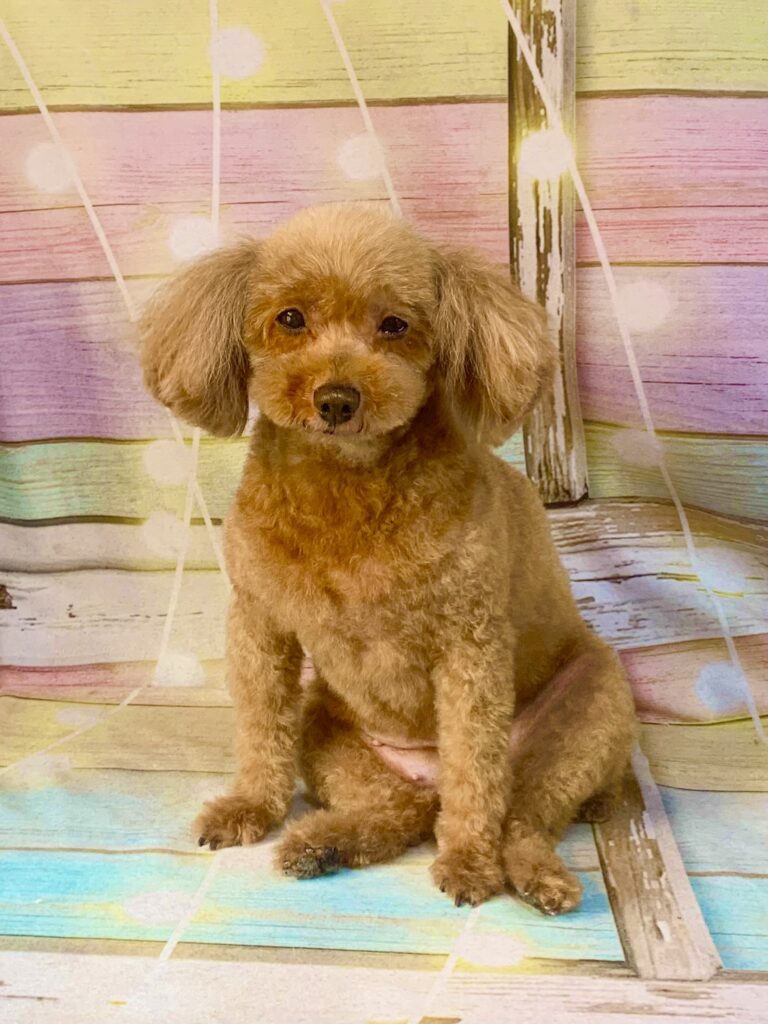 白井市でトリミングです。キティちゃん　(トイプードル女の子　シャンプー＆カットコースです。)