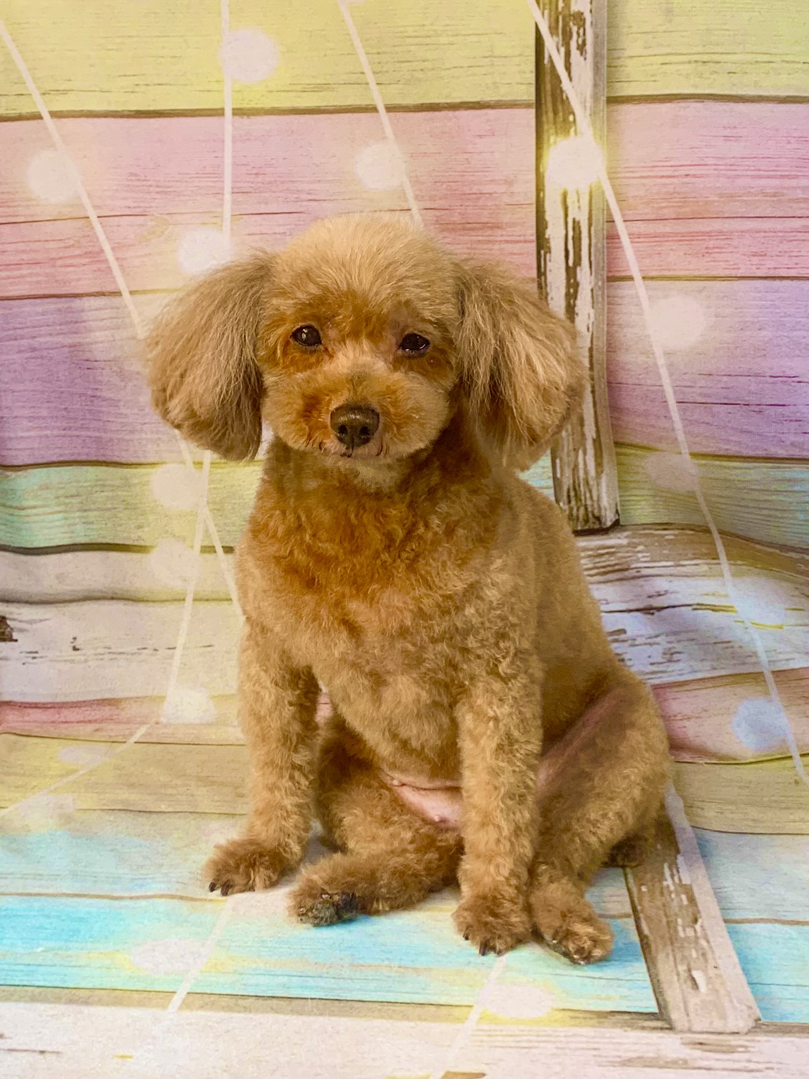 白井市でトリミングです。キティちゃん　(トイプードル女の子　シャンプー＆カットコースです。)