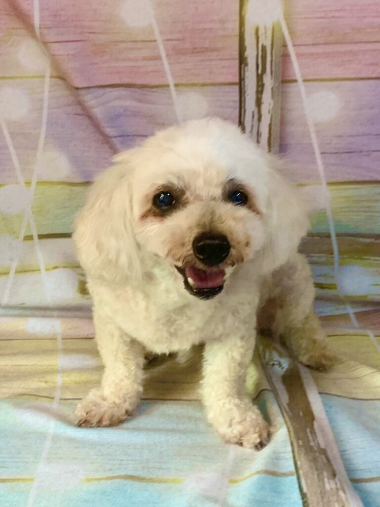 白井市でトリミングです。ミルクちゃん　(トイプードル女の子　シャンプー＆カットコースです。)