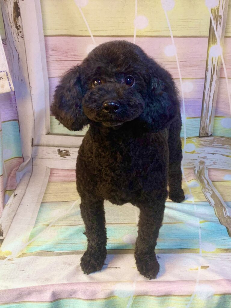 白井市でトリミングです。リンちゃん　(トイプードル女の子　シャンプー＆カットコースです。)