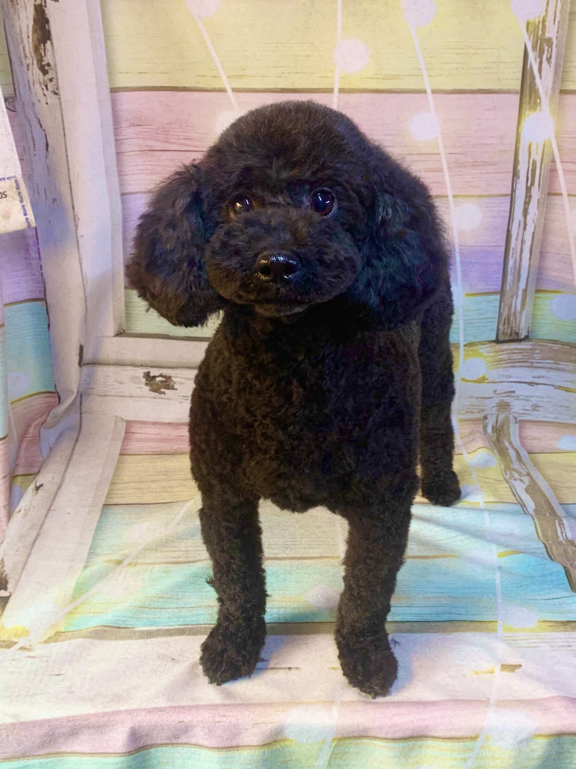 白井市でトリミングです。リンちゃん　(トイプードル女の子　シャンプー＆カットコースです。)